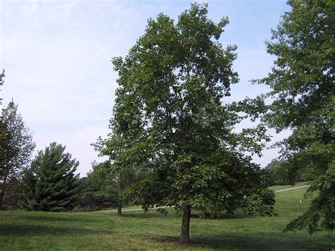 Planting Deciduous Trees In Summer