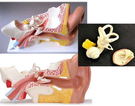 Ear Model Quiz