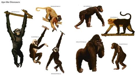 Early Apes and Monkeys. Row 1: Oreopithecus, Propliopithecus, Dryopithecus, Sivapithecus; Row 2 ...