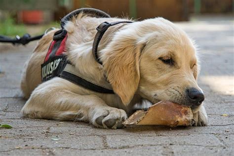 Golden Retrievers As Service Dogs (Training, Facts & Myths) – Golden Hearts