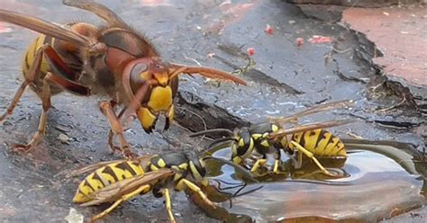 Hornet Vs Wasp, a Fight to The Death - Funny Video | eBaum's World