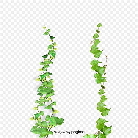 Ivy Creeper Png - Green coffee cappuccino cafe coffee bean, coffee ...