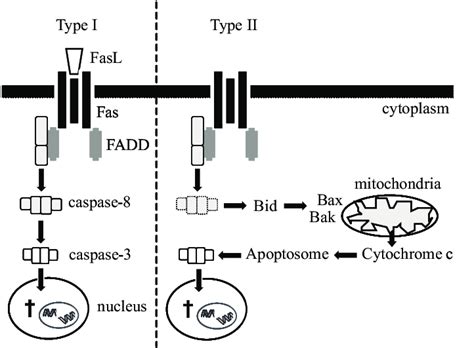 Schematic overview of Fas-induced apoptosis in type I and II cells. Fas ...