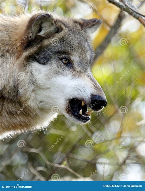 Side View Portrait of One Snarling Wolf Stock Photo - Image of mammal ...