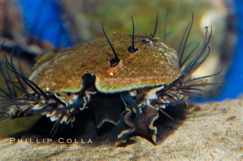 Red Abalone Photo, Stock Photograph of a Red Abalone, Haliotis rufescens, #08637, Phillip Colla ...