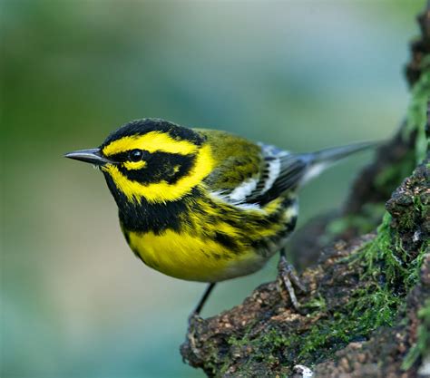 Aggressive Warblers and Climate Change | BirdNote