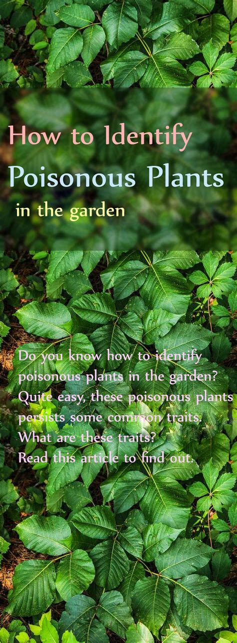 Identifying Toxic Plants | Poisonous plants, Garden pests, Nature garden