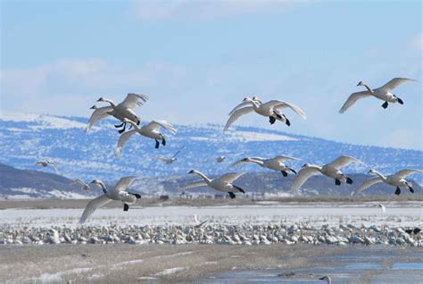 Free picture: swans, flight, winter, migration