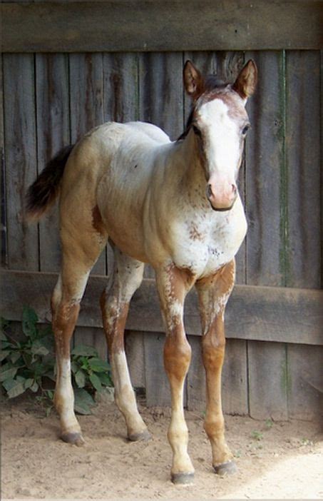 17 Best images about Baby horses on Pinterest | American paint horse, Arabian horses and Ponies