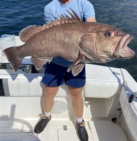 42lb snowy grouper from the other day. Biggest snowy I’ve ever seen/caught : r/Fishing