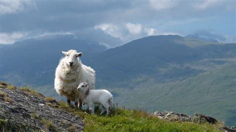 Japan won't rescue Welsh lamb industry from no-deal - Left Foot Forward ...