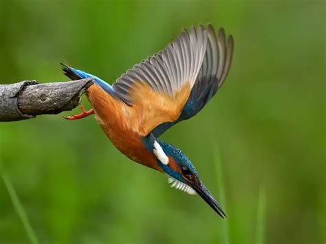 Are Kingfishers In Decline - Garden Bird Feeder