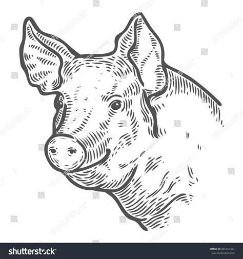 12,422 Pig head draw Images, Stock Photos & Vectors | Shutterstock