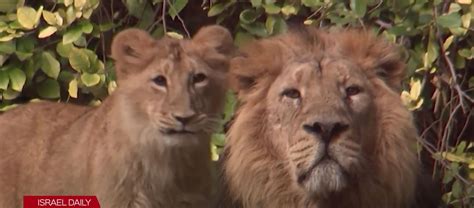 WATCH: Strange but true - Jerusalem's Zoo animals depressed, miss the ...