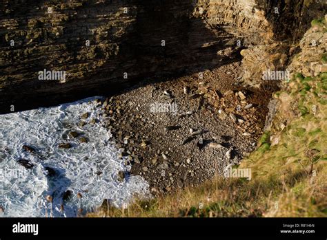 Grey seals in breeding season, Orkney isles Stock Photo - Alamy