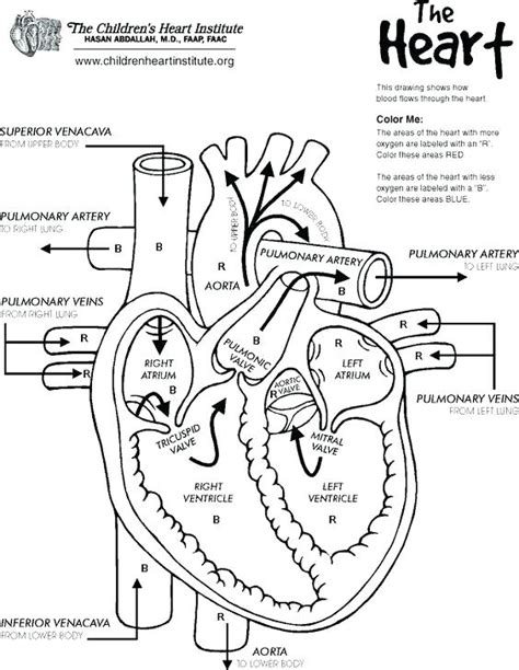 Heart And Lungs Drawing at GetDrawings | Free download