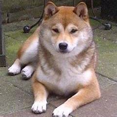 Kishu Inu Breed Guide - Learn about the Kishu Inu.