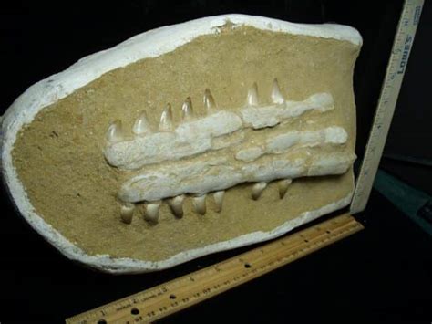 Mosasaur Jaw Section with Teeth (020823h) - The Stones & Bones Collection