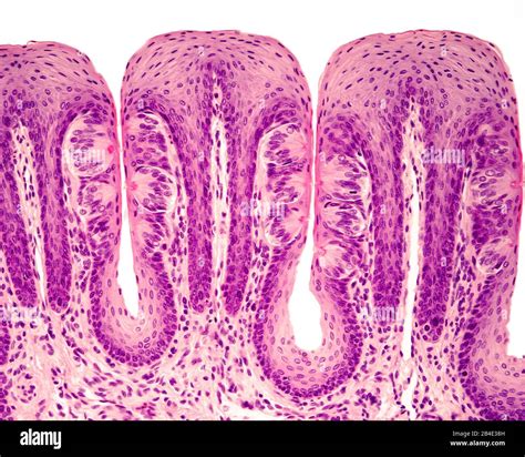 Histologia De Papilas Gustativas