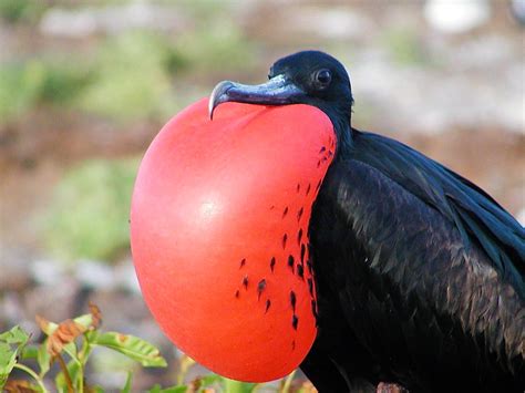 El Reino Animal: LAS ISLAS GALÁPAGOS. El laboratorio de Charles Darwin.