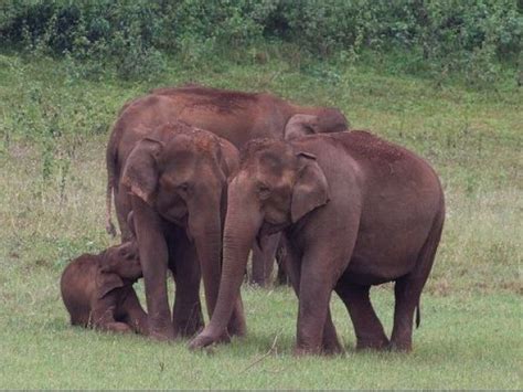 Thekkady photos, Periyar Wildlife Sanctuary - Elephants