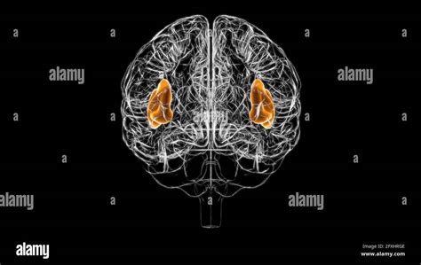 Brain insula Anatomy For Medical Concept 3D Illustration Stock Photo ...