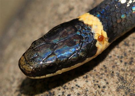 What's that little red bug under the eye of this garter snake I caught earlier. Didn't notice it ...