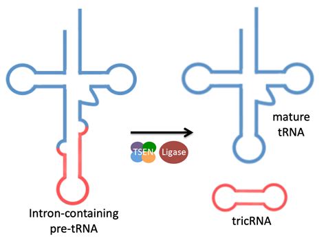 tRNA splicing and circRNAs | MateraLab