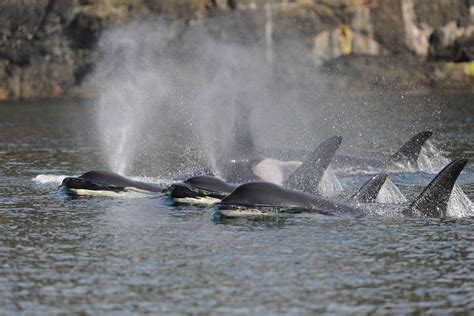 Seasonal Diet of Southern Resident Killer Whales | Wild Orca