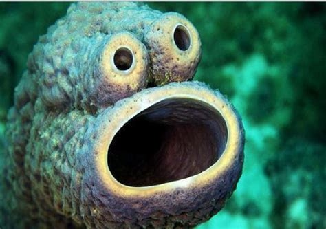 The Weirdest Looking Sea Creatures - Look4ward