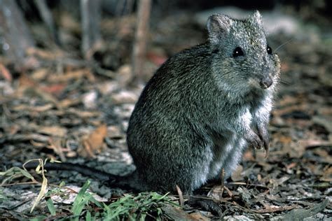 Endangered Gilbert's potoroo given helping hand by citizen scientists - ABC News