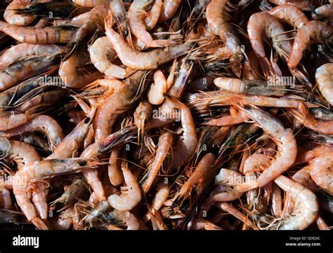 Close-up of prawns at market Stock Photo - Alamy