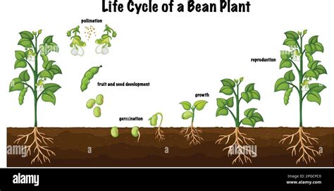 Life Cycle Of A Bean Plant Diagram For Science Education Illustration ...