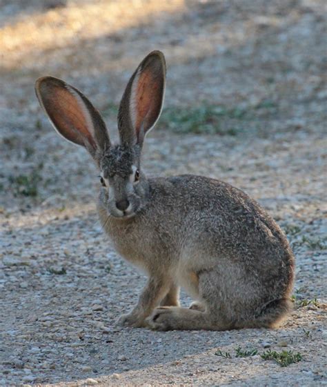 Black-tailed Jackrabbit- Lepus californicus - NatureWorks