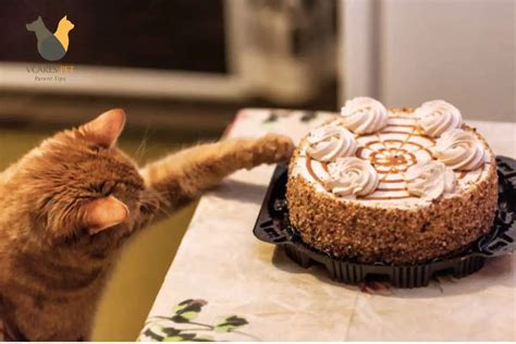 Can Cats Eat Cake? Is It Bad For Cats! - VCaresPet