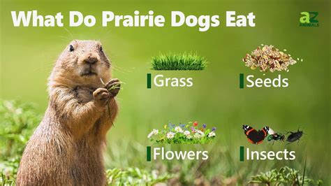 What Do Prairie Dogs Eat? - A-Z Animals