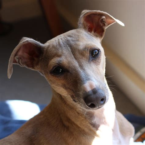 Italian Greyhound Pedigree Database