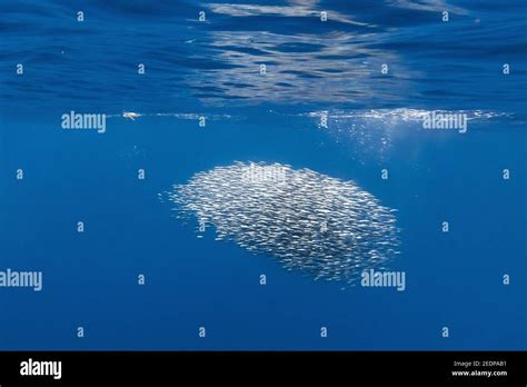 sardines (Sardina spec.), Sardine bait ball, Azores, Terceira Stock Photo - Alamy