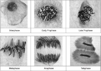 Mitosis Stages Under Microscope