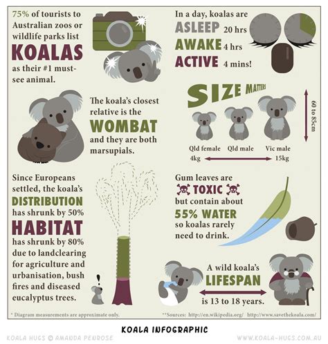 Koala infographic Infographic | Australia fun facts, Koala, Koala craft