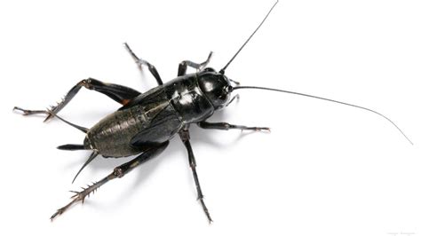 Colorado purveyor of edible crickets and worms gets picked for ag-tech accelerator - Denver ...