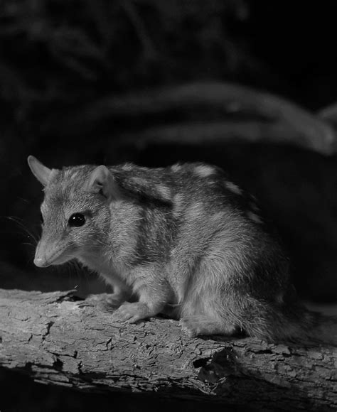 Northern quoll | A northern quoll at Perth Zoo. | S J Bennett | Flickr