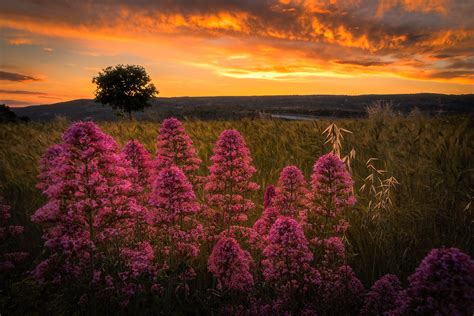 landscape, Sunset, Pink flowers Wallpapers HD / Desktop and Mobile ...