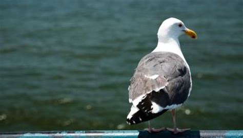 Seagulls' Habitats | Animals - mom.me