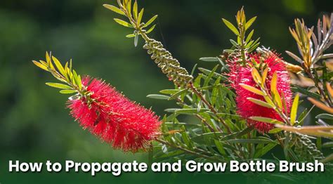 How To Propagate Bottle Brush Plant – Grow It From Cuttings & Seeds ...