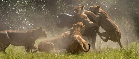 Dangerous Animal Attacks: african lion hunting