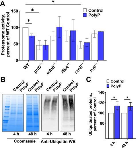 Polyphosphate uses mTOR, pyrophosphate, and Rho GTPase components to ...