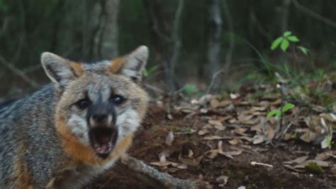 Gray Fox (Urocyon Cinereoargenteus) Aggressive Behavior. Stock Footage ...