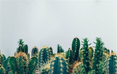 Cactus Landscape Wallpapers - Top Free Cactus Landscape Backgrounds - WallpaperAccess