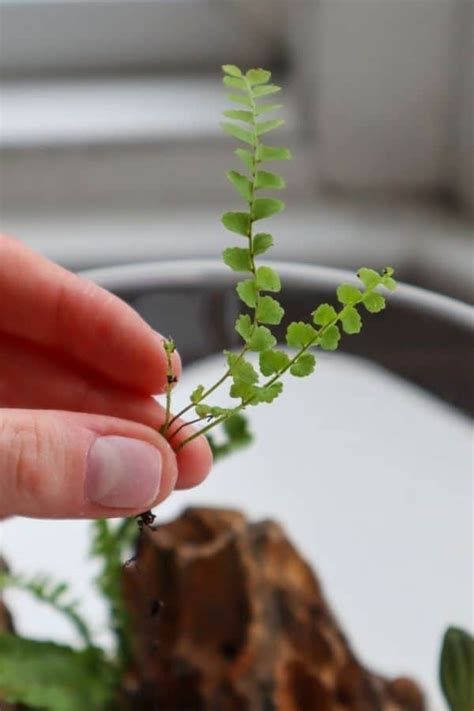 10 Charming Miniature Ferns (That You're Sure to Fall For) - Terrarium ...